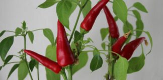 Cara Mudah dan Tepat Menanam Cabe di Rumah