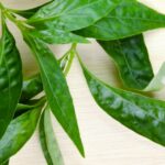 11 Manfaat Sambiloto: Daun Pahit tapi Khasiat Selangit