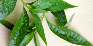 11 Manfaat Sambiloto: Daun Pahit tapi Khasiat Selangit