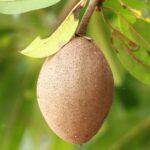 11 Manfaat Sawo: Buah Manis nan Legit, Kaya Khasiat