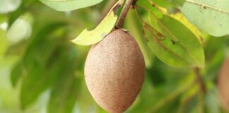 11 Manfaat Sawo: Buah Manis nan Legit, Kaya Khasiat
