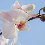 5 Cara Menanam Bunga Anggrek yang Benar: Tanaman Hias yang Cantik