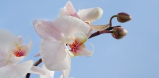 5 Cara Menanam Bunga Anggrek yang Benar: Tanaman Hias yang Cantik