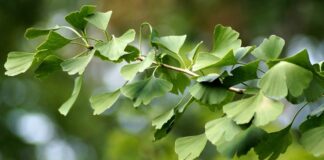 11 Manfaat Ginkgo Biloba: Dukung Kesehatan Otak