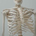 Fungsi Rangka Manusia, Gambar & Penjelasannya