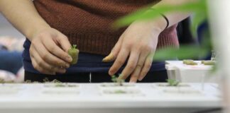 5 Cara Menanam Kangkung Hidroponik: Cocok untuk Pemula
