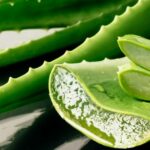 5 Cara Menanam Lidah Buaya agar Tumbuh Subur