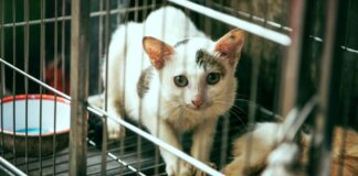 7 Cara & Tips Memilih Desain Kandang Kucing Terbaik