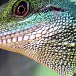 7 Jenis Hewan Reptil, Tertarik untuk Memeliharanya?