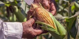 7 Cara Menanam Jagung Sendiri di Rumah: Mudah Bagi Pemula