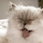 5 Cara Merawat Kucing Persia, Hewan Lucu dengan Bulu Indah
