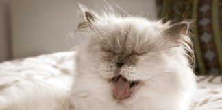 5 Cara Merawat Kucing Persia, Hewan Lucu dengan Bulu Indah