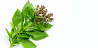 13 Manfaat Daun Kemangi: Daun Wangi, Anti-inflamasi