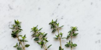 10 Manfaat Daun Thyme: Rempah Aromatik Berkhasiat