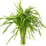13 Manfaat Kangkung: Sayur Pelengkap, Kaya Guna