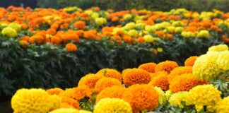 11 Manfaat Marigold: Bunga Cantik, Lawan Radikal Bebas