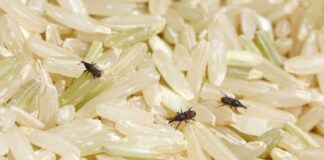 6 Cara Menghilangkan Kutu Beras: Efektif dan Ampuh Basmi Kutu
