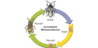 Metamorfosis Tidak Sempurna dan Contoh Hewan yang Mengalaminya