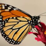 Metamorfosis Kupu-Kupu, dari Telur Hingga Kupu-Kupu Dewasa