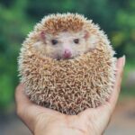 10 Hewan Jinak yang Mudah di Pelihara, Unik dan Lucu!