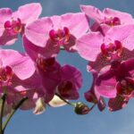 6 Cara Merawat Anggrek, Berbunga Cantik dan Bebas Hama