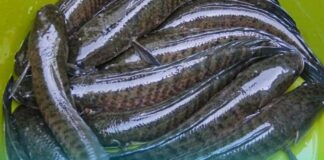 11 Manfaat Ikan Gabus: Sumber Protein, Mudah Didapat