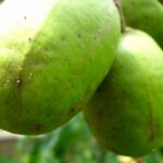11 Manfaat Kedondong: Rendah Kalori, Kaya Vitamin