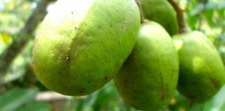 11 Manfaat Kedondong: Rendah Kalori, Kaya Vitamin