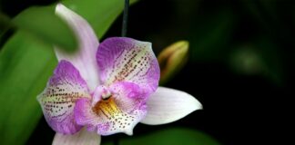 Perbedaan Utama Tumbuhan Monokotil dan Dikotil