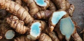 9 Manfaat Temu Ireng: Obat Tradisional Tak Terduga