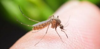 8 Cara Mengusir Nyamuk Secara Alami: Tidak Pakai Ribet!