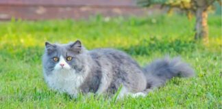 7 Jenis Kucing Persia yang Bagus dan Populer di Indonesia!
