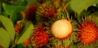 13 Manfaat Buah Rambutan: ‘Si Manis’ yang Kaya Antioksidan