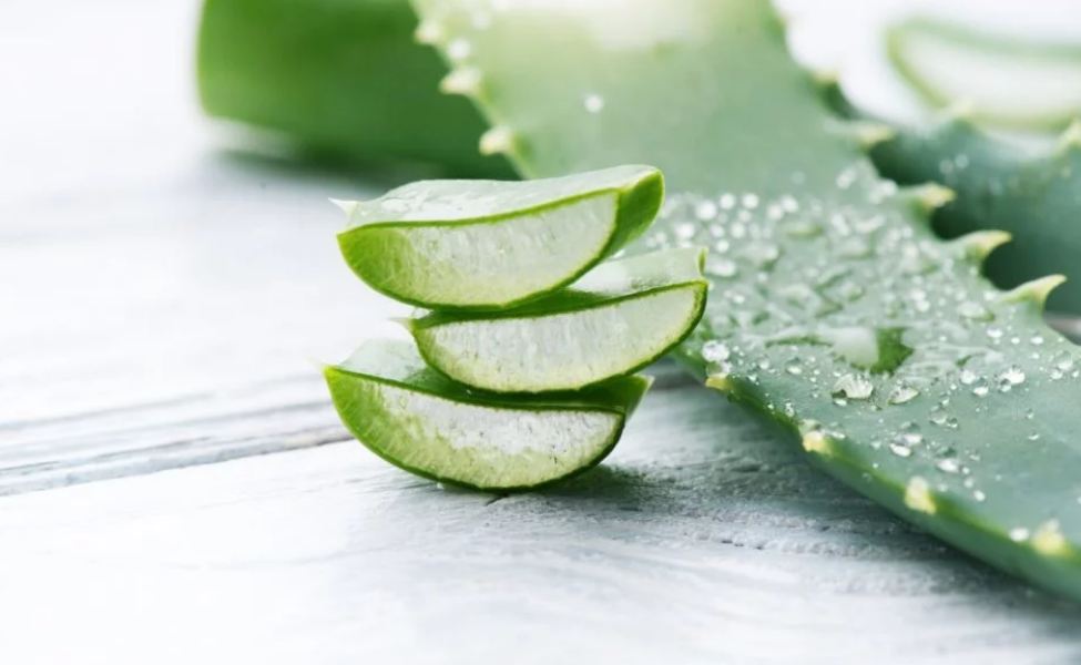 Aloe vera.