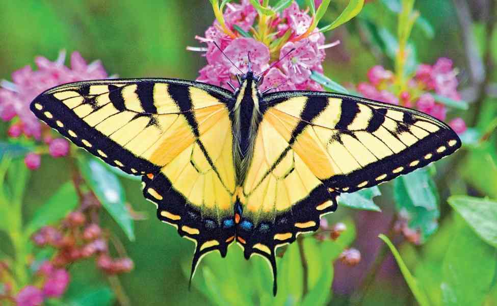 jenis kupu-kupu tiger swallowtail