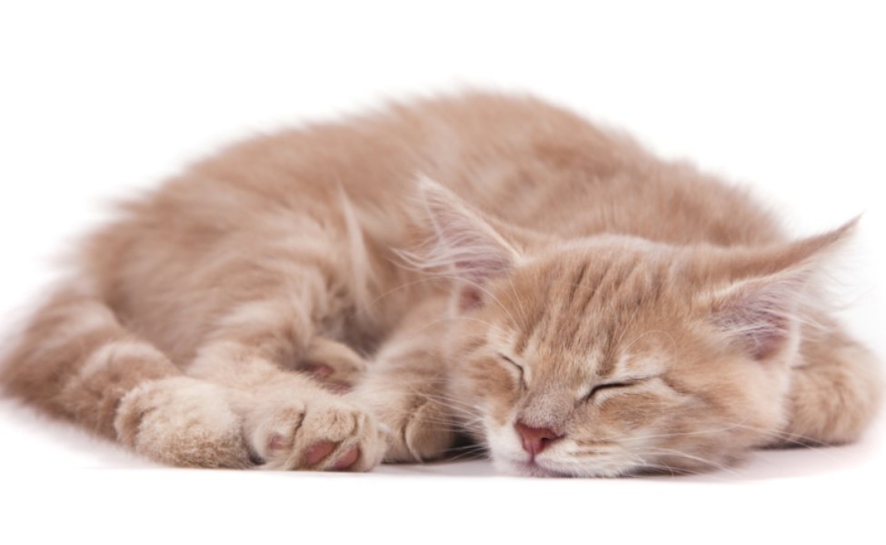kucing yang sedang tidur
