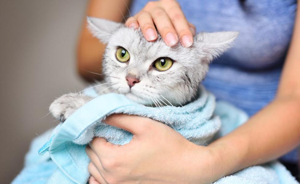 kucing yang sedang dibersihkan