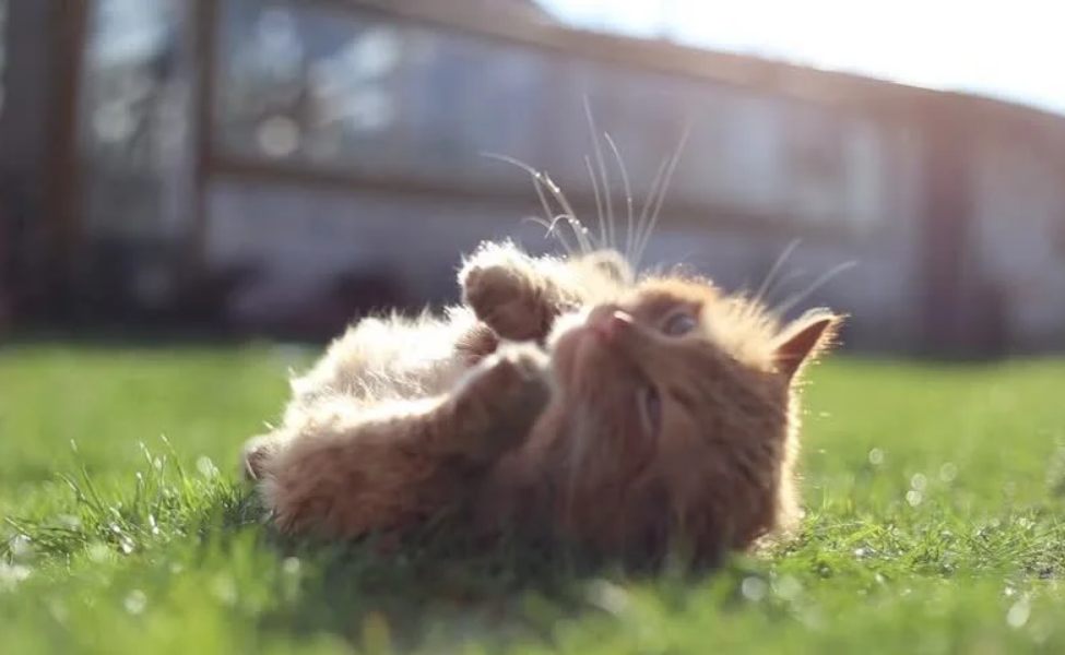 Kucing sedang berjemur di bawah sinar matahari