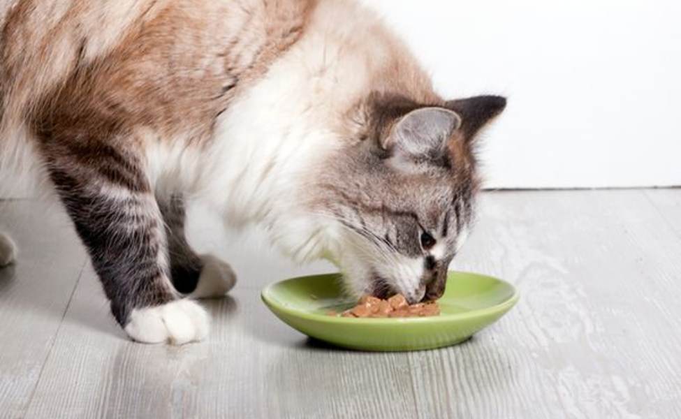 kucing sedang melahap makanannya