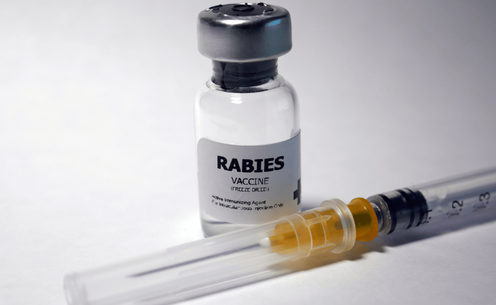 pencegahan rabies
