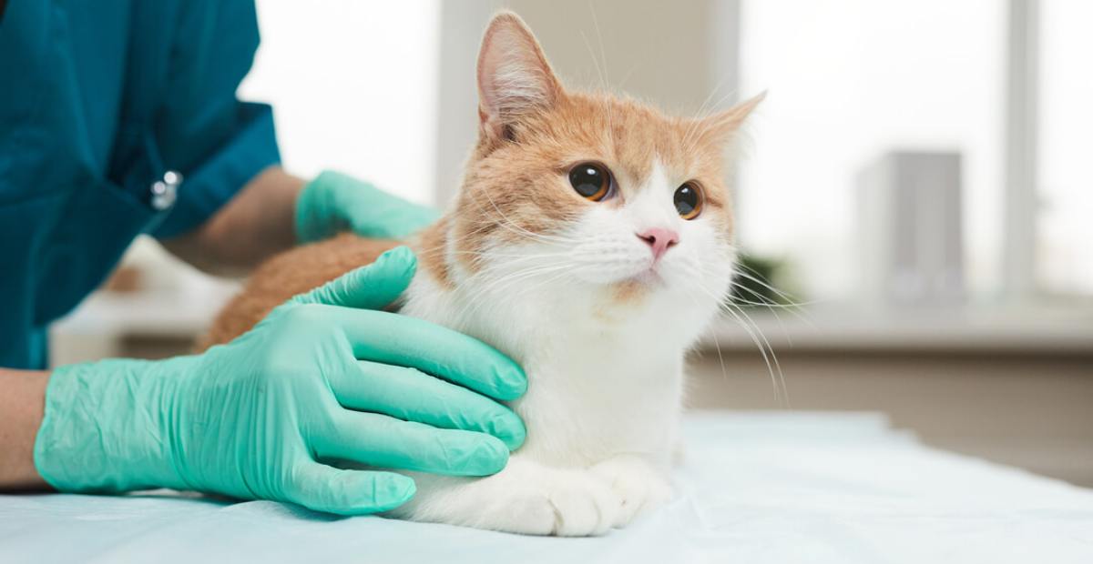 10 Cara Mengobati Flu Kucing secara Alami