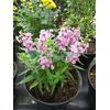 Gambar Tanaman Bunga Lavender / Angelonia Berbunga - Merah Muda dari mulyo sekar Kota Batu 1 Tokopedia