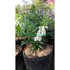 Gambar Tanaman Bunga Lavender / Angelonia Berbunga - Merah Muda dari mulyo sekar Kota Batu 5 Tokopedia