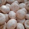 Gambar Jamur Champignon Fresh 250 gram dari Famira Food Mart Kota Bekasi 1 Tokopedia