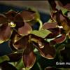 Gambar anggrek grammatophyllum remaja dari Angphotorion Kab. Jember 5 Tokopedia
