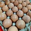 Gambar telur ayam negeri - Standard Cantik dari Mitra Pangan Jaya Indonesia Kota Medan 1 Tokopedia