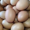 Gambar telur ayam negeri - Standard Cantik dari Mitra Pangan Jaya Indonesia Kota Medan 3 Tokopedia