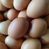 Gambar telur ayam negeri - Standard Cantik dari Mitra Pangan Jaya Indonesia Kota Medan 5 Tokopedia