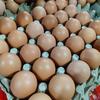 Gambar telur ayam negeri - Standard Cantik dari Mitra Pangan Jaya Indonesia Kota Medan 2 Tokopedia