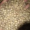 Gambar Green Bean Peaberry / Kopi Lanang Robusta Malang dari KOPI MAHAGADING Kab. Malang 1 Tokopedia